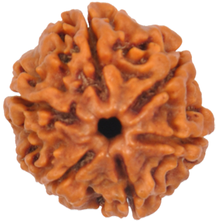 Rudraksha